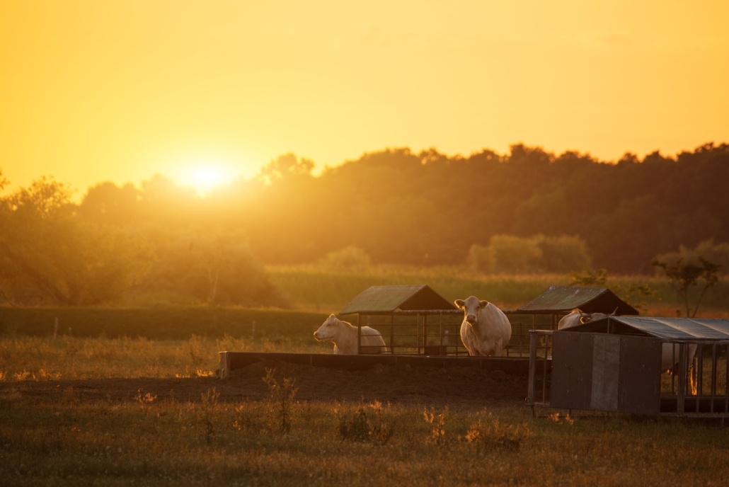 Hangar à bétail photovoltaïque Hangar à bétail photovoltaïque