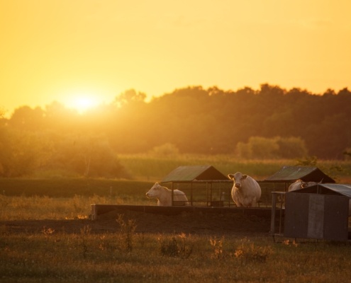 Hangar agricole photovoltaïque