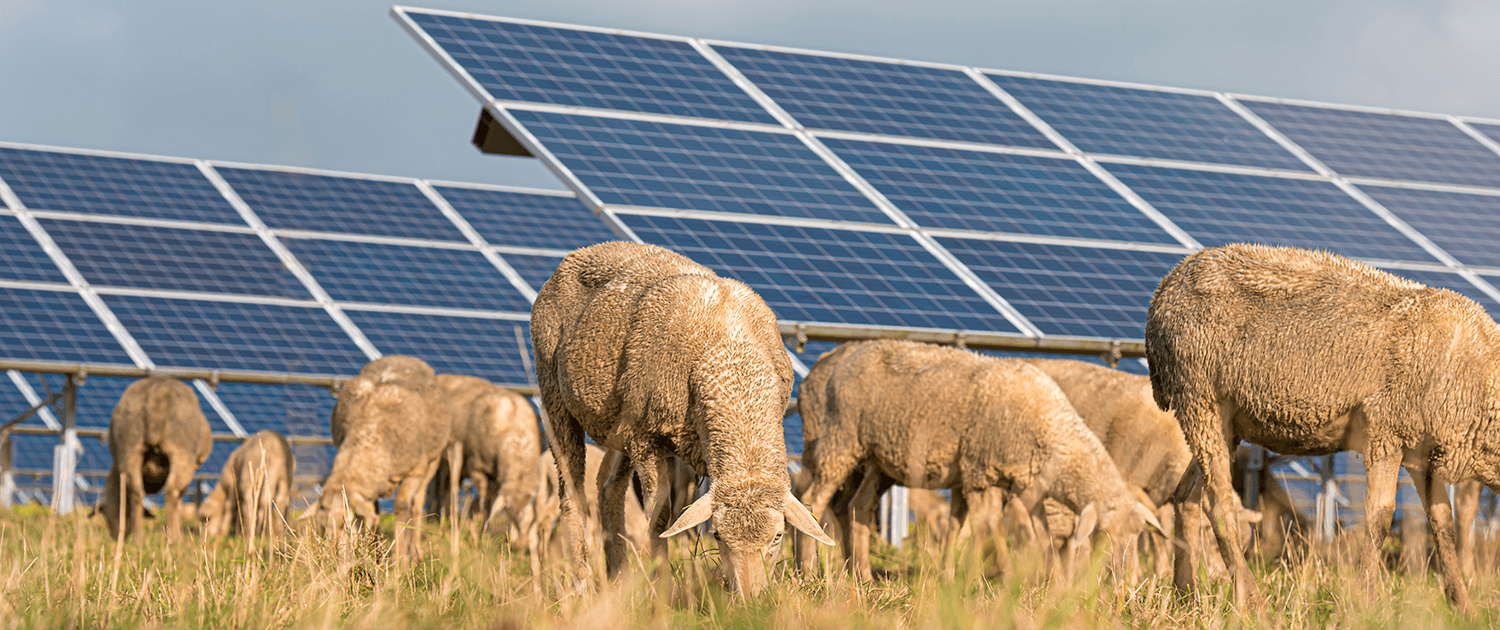 Agrivoltaïsme panneaux photovoltaïques