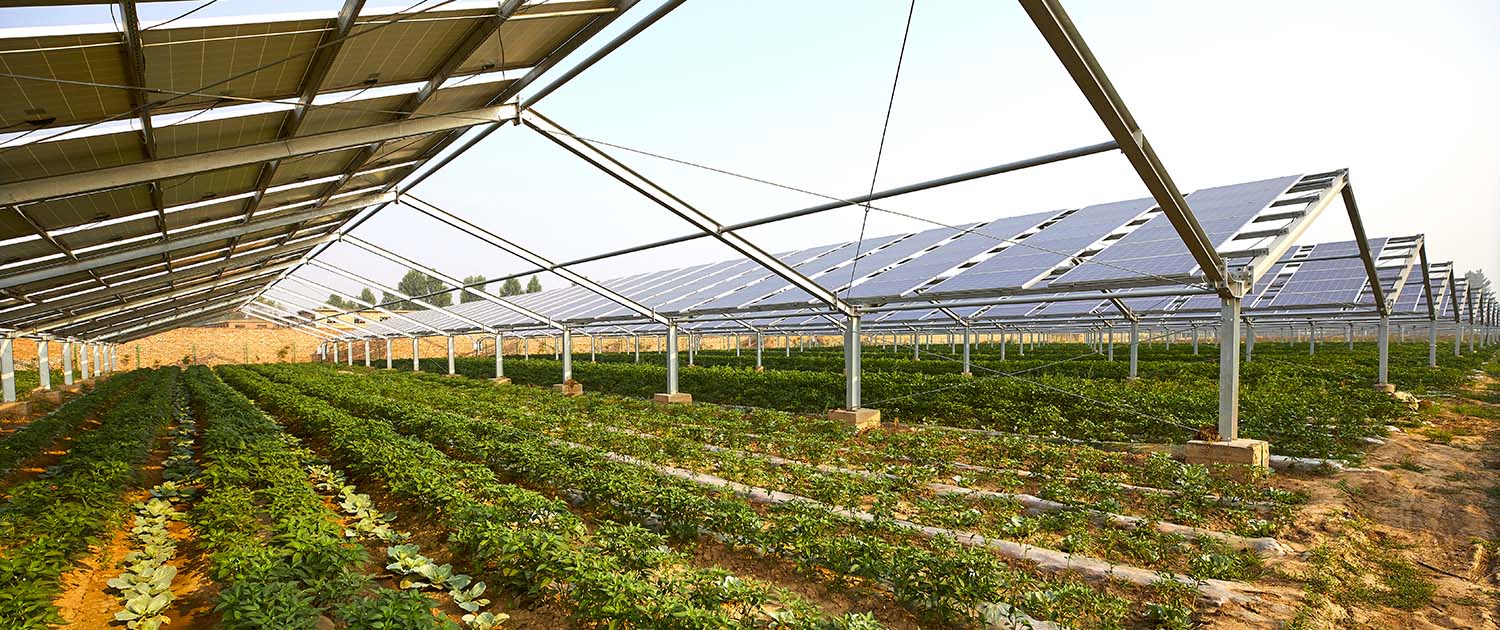 Agrivoltaïsme le photovoltaïque au service de l’agriculture