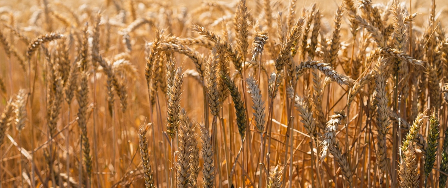 Panneaux photovoltaïques, solution contre la canicule Panneaux photovoltaïques, solution contre la canicule
