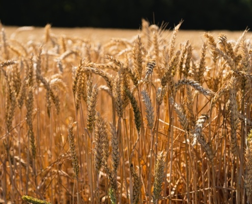 panneaux photovoltaïques solution contre la canicul